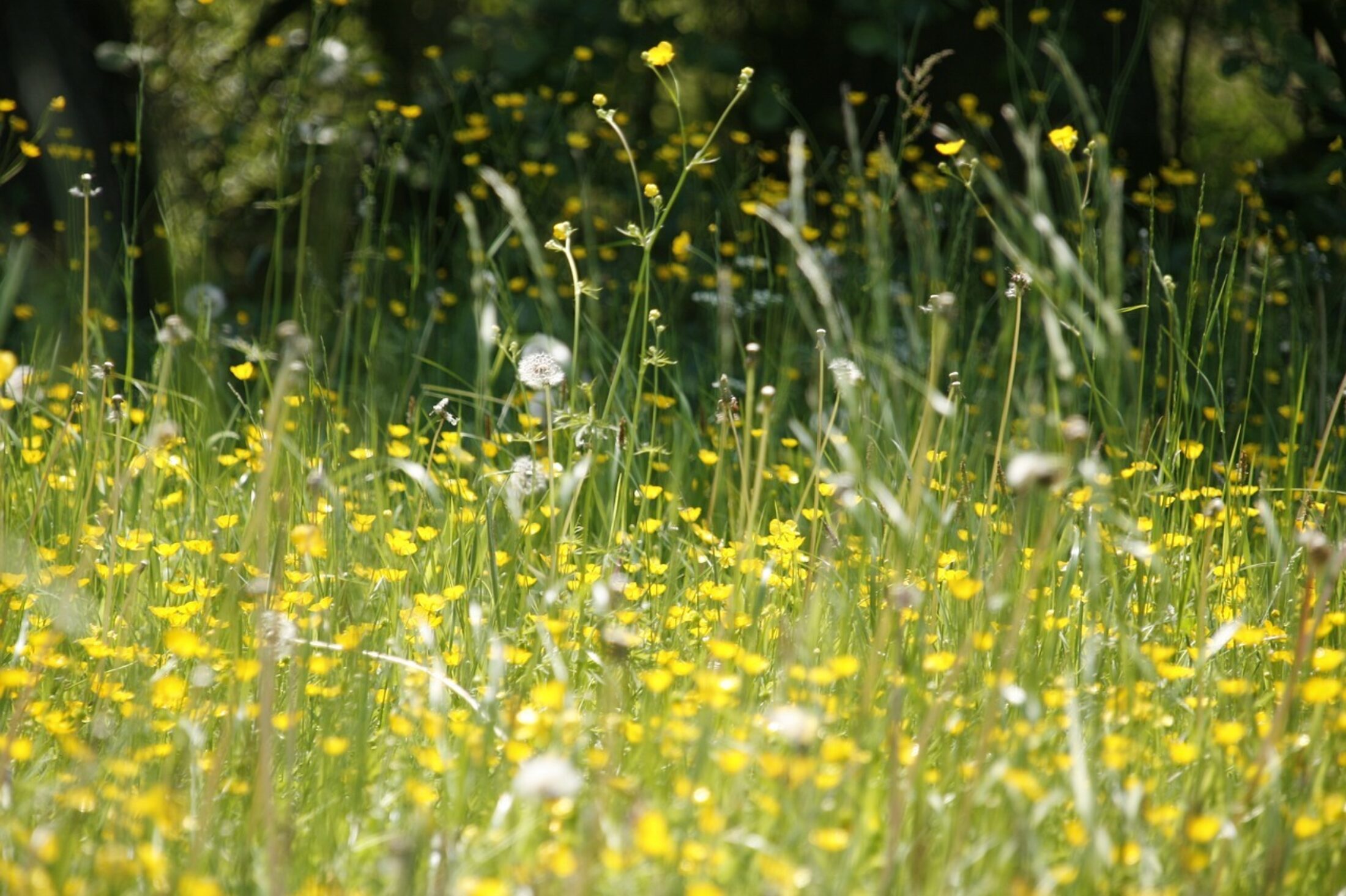 Meadow gb42f3d3a5 1280