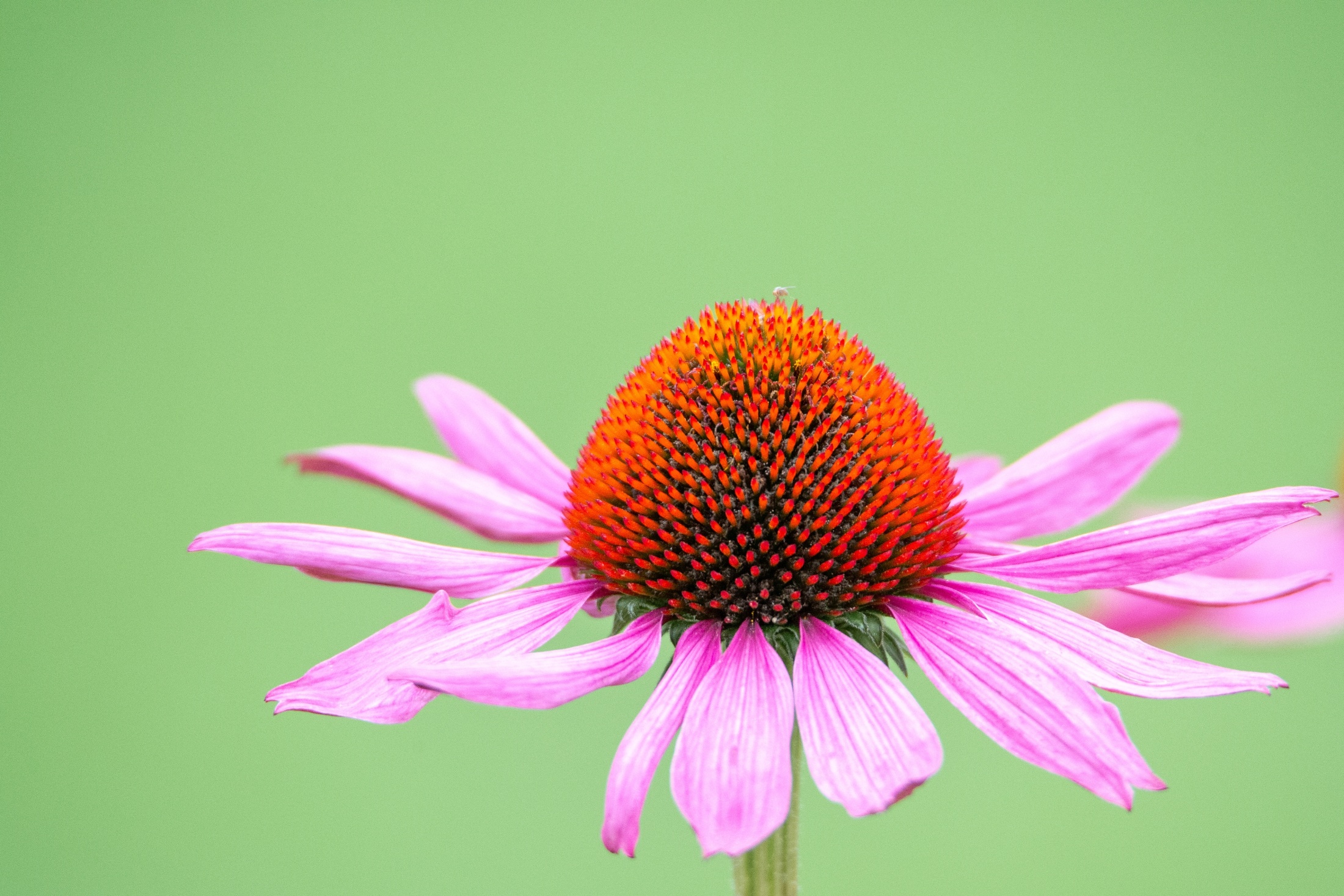Selective focus shot black sampson echinacea flower garden
