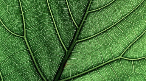 Manuelle Lymphdrainage