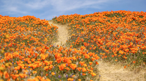 Psychotherapie Lebensweg